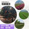 Malla para agujero de junta de clavo en forma de U, almohadilla de montaje, tela de suelo, película, clavo de tierra, junta de plástico, fijador de tela anti-hierba para césped, junta de malla