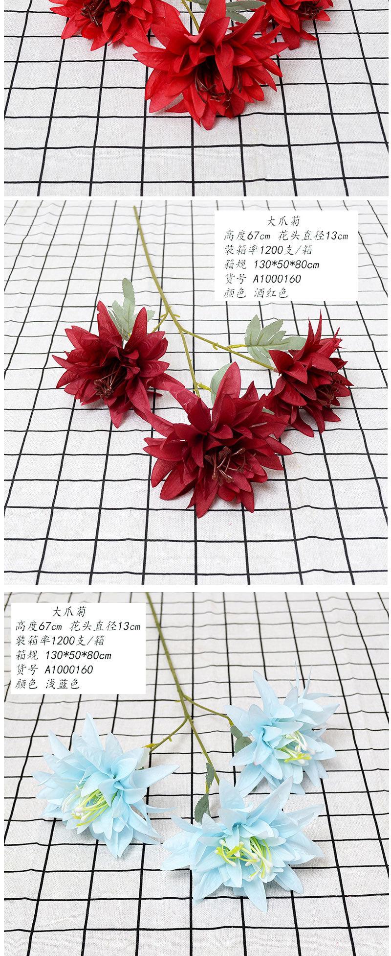 大爪菊_03.jpg