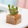 Micro paisaje ecológico botella musgo planta jarrón de vidrio borosilicato transparente paisaje botella de vidrio escritorio planta verde bonsái