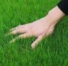 Semillas de Césped, Pasto de Centeno, Semillas de Césped Verde de Cuatro Estaciones, Semillas de Césped Mixto, Festuca Alta, Semillas de Césped Mixto de Festuca Azul, Semillas de Césped para Protección de Taludes