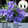 Venta al por mayor de Plántulas de Clematis Utopian Plantas Trepadoras Patio Resistentes al Frío Plantas Verdes Macetas Monedas de Plata Balcón Cuatro