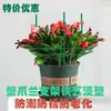Suporte Formato Pinça de Caranguejo Orquídea Pinça de Caranguejo Pitaya Fixa Enxertia Metal Flor Guarda-chuva Formato Suporte de Flores para Jardinagem