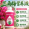 Fertilizante Especial para Floração de Buganvílias Promove Floração Floração Abundante Quatro Estações Estimula Floração Plantas de Vaso Buganvílias Solução Nutritiva