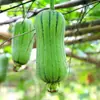 Plántulas de berenjena para cuatro estaciones, plantas en maceta con tierra, variedades viejas injertadas de berenjena morada y semillas de berenjena de Hangzhou, plántulas de hortalizas de primavera