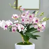Plantas Hidropônicas Resistentes à Água Quente, Orquídeas Dendrobium Perfumadas, Fáceis de Cultivar e Viver, Florais e Plantas Verdes Anãs de Interior para Mesa