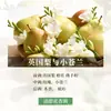 Paquete de Materiales para Velas DIY de Aceite Esencial de Aromaterapia Lámina de Cera Hecha a Mano Difusor de Yeso Fragancia Ligera Fragancia para Hombres y Mujeres