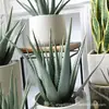 Planta artificial de aloe simulada nórdica, orquídea tigre falsa, suculentas tropicales, decoración para sala de estar interior, adornos para escaparates