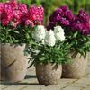 Sementes de Centáurea Perene no Atacado de Várias Regiões, Sementes de Dianthus Multicolores, Flores Medicinais, Flores de Trigo Gigantes, Sementes para Jardinagem