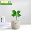 Árvore de Ferro Mexicana Trevo de Quatro Folhas em Vaso Planta Verde de Escritório Jardim de Infância Mesa Flor Emocional