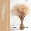 Pó de cabelo macio, flor natural seca, flor eterna, venda internacional, material de arranjo de flores de junco pequeno, flor real, atacado de capim-dos-pampas