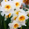 Los Bulbos de Narciso de Zhangzhou Son Plantas de Maceta Hidropónicas Cultivadas en Agua, Florales de Interior que Florecen en Todas las Estaciones y Son Fáciles de Cultivar y Vivir con Semillas Grandes