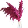 Caña de flores secas transfronterizas Puxi estilo nórdico pequeña caña decorativa fotografía teñida Amazon caña flor seca