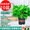 Rábano Verde Planta de Interior en Maceta para Uso Doméstico, Fácil de Cuidar, Bambú de la Suerte Hidropónico, Planta de Rábano Verde para Casa Nueva, Orquídea Colgante, Rábano Verde de Hoja Grande y Larga Enredadera