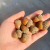Envío Gratis 30 Piñas Flores Secas Decorativas Hecho a Mano Paquete de Materiales Creativos DIY Decoración del Hogar Ramas Secas Piñas Escama de Pez