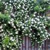 Dropshipping [Plántulas Grandes de Siete Años] Plántulas de Rosas Rosas en Maceta Plántulas de Rosas Plantas Verdes de Interior y Exterior Balcón Oficina