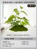 Musgo para Paisajismo de Plantas Verdes Plantas Artificiales Decoración Flores Artificiales Combinación Tropical para Interiores Paisaje de Ventana Persa Arreglo de Césped