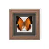 Raro Ornamento de Insecto Precioso Mariposa Pavo Real Espécimen de Mariposa Azul Regalo para Ancianos, Amigos, Niñas Regalo de Cumpleaños Marco de Espécimen de Mariposa