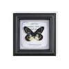 Marco Ornamentado con Espécimen de Mariposa de Alas de Red Rara y Preciosa, Decoración Moderna para el Hogar en Madera Natural, Pieza de Exhibición, Decoración Creativa