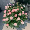 Plántulas de Rosas Fragantes de Una Pieza Envío Directo Reina Sueca Floración Abundante de Flores de Rosa en Todas las Estaciones Flores en Maceta