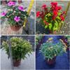 Cuatro Estaciones Otoño Begonia Flor de Changchun Flor de Cresta de Gallo Flor Shi Xiajin Planta en Maceta Flor del Día Nacional Base de Flores Al por Mayor