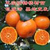 Una pieza de Dropshipping con Fruta Enviada Plántulas Grandes de Naranja Dulce Naranja de Azúcar en Maceta Siembra en Tierra Plantación Norte y Sur Naranja de Azúcar sin Semilla
