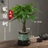 Árbol del Dinero Maceta Planta de Interior Tierra para Flores Pequeño Bonsái Cultivado en Maceta Planta Verde para Sala de Estar Oficina Fortuna Cerámica Maceta Pequeña