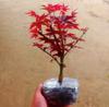 Bonsái de Arce Rojo Japonés Nativo Red Dancer Macetado Pila Vieja Todo el Año Plántula Hojas Rojas Interior Balcón Patio Planta