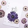 Flores Secas Sudafricanas Coloridas Especímenes de Plantas Prensadas Funda de Teléfono de Resina Marcador de Libros Infantil Marco de Fotos Pegatinas Materiales de Belleza