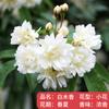 Plántulas de rosa, enredaderas trepadoras, plantas de floración de cuatro estaciones, enredadera, rosa, flor en maceta, flor extra grande, exterior, balcón, plantas verdes