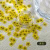 Decoraciones Coloridas para Uñas con Flores Secas Estilos Mixtos Flores Reales Coloridas Pétalos Pequeños de Narciso Decoración de Uñas Materiales para Uñas Portátiles