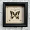 Marco de Fotos con Foto de Espécimen de Mariposa Real Elegante Madera Decorativa Pintura Muebles para el Hogar Marco de Fotos Retro Europeo Mesa Regalo de Cumpleaños