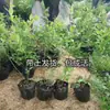 Plantones de Arándano Elizabeth para Plantar en el Patio, Plantas de Maceta para Balcón para Plantar en el Norte y Sur con Plantones de Tierra Original