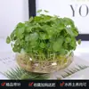 Planta de Grama Moeda de Cobre Premium em Vaso para Hidroponia e Cultivo em Solo, Vaso Especial com Folhas para Mudas, Plantas de Tocos Velhos, Brotos de Raiz, Plantas Perenes de Folhas Grandes
