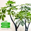 Forma Pie de Pato Madera Sala de Estar Maceta Grande Planta Verde Interior Sala de Estar Grande de Pie Flor Real Pila Vieja Pie de Pato Madera