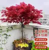Plántulas de arce rojo, plantas rojas de maceta de cuatro estaciones, Arce japonés rojo Red Dance Queen, fáciles de cuidar en todas las estaciones, adecuadas para patio y uso interior, bonsái de planta resistente al frío