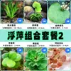 Cuenco de Loto de una Hoja Flor Acuática de Loto Planta Hidropónica Balcón Interior Floración Cuatro Estaciones Acuario con Maceta Loto Flotante