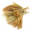 Comida para hámsteres grano lecho para mascotas mijo trigo avena comida para mascotas cáscaras de grano amarillo decoración de nido para mascotas comida para hámsteres