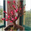 Bonsái de Ciruelo Florido en Maceta, Tronco Viejo, Ciruelo Rojo y Ciruelo de Invierno, Plantas Resistentes al Frío para Balcones Interiores y Jardines de Patio
