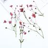 Hierba Xiancao succión color con ramas flor seca repujado mayoreo flor lámpara de mesa especímenes de plantas flor real abanico material diy