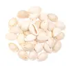 Pingente de Contas de Concha Natural Contas de Concha Acessórios para Joias DIY Material DIY Pulseira Colar Brincos Roupa Venda por Atacado