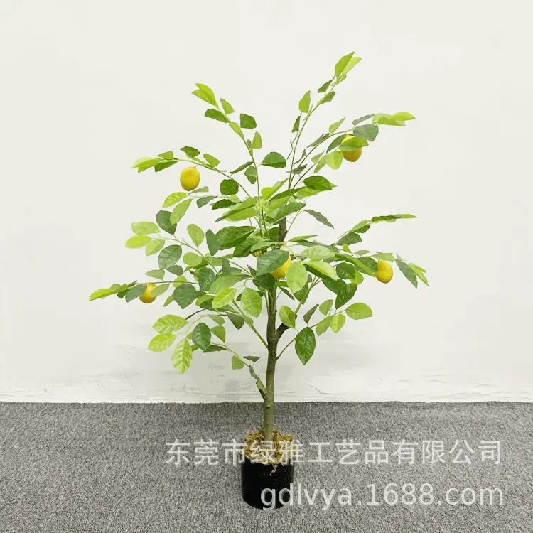 90cm柠檬树