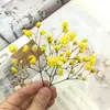Pacote de Material DIY Flor Eterna 1g Gradiente Cabeça Grande Mosquitinho Estrela Milionária Buquê de Flores Secas Flor Eterna Flor Real