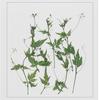 Barco de Vela Hoja Gezhen Planta Especimen Flor Seca Estampado Gota de Pegamento Carcasa de Teléfono Celular Tarjeta Hecha a Mano para Jardín de Infancia Marco de Fotos Pegatina