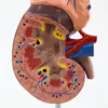 Modelo de Riñón con Demostración de Páncreas Instrumento Biológico Hospital Investigación Humana Escuela Materiales Didácticos para Estudiantes Personalización