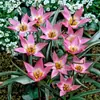 Bulbos de Tulipán Nativos, Bulbos Pequeños, Florales Perennes, Plantas en Maceta Importadas de los Países Bajos, Plantas de Jardín para Principiantes