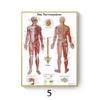 Anatomia Humana Arte Muscular Cartaz Mapa Corporal Pintura em Tela Quadro Ciência Medicina Quarto Pintura Decorativa Núcleo