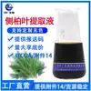 Venda Direta de Fábrica de Extrato de Folha de Cipreste-Chinês, Matéria-Prima Cosmética para Cuidados com os Cabelos à Base de Plantas, Extrato Líquido, Extrato de Folha de Cipreste-Chinês