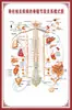Diagrama del Esqueleto Humano, Cartel de Pared Grande, Diagrama de Órganos, Gráfico de Estructura de Órganos Internos, Gráfico de Puntos de Acupuntura, Póster del Gráfico de Anatomía Muscular Humana