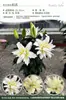 Bulbos de Lírio de Outono de Floração Dupla, Mudas de Flores de Floração Simples, Lírios Perfumados Comprados Diretamente da Holanda, Canhão de Ferro, Plantas de Vaso para Iniciantes do Pátio Karie