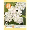 Mudas de Osmanthus de Quatro Estações em Vaso Osmanthus Dourado Árvore de Osmanthus Planta de Interior Enxertado Anão Florais Preciosos Florescendo em Todas as Estações